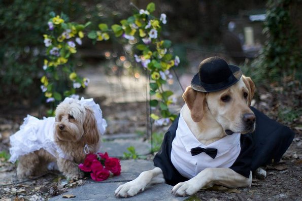 Овие две кучиња сигурно имаат  поубав свадбен албум од вашиот