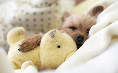 Слатки кутриња спијат во прегратките на своите плишани играчки