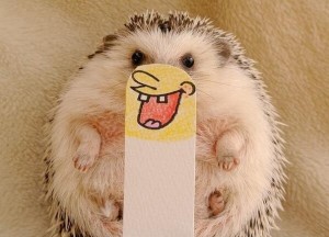 Сладок еж кој покажува многу емоции ќе ви го освои срцето