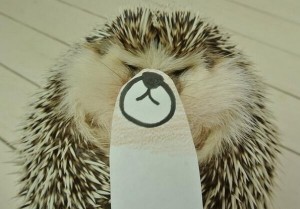 Сладок еж кој покажува многу емоции ќе ви го освои срцето