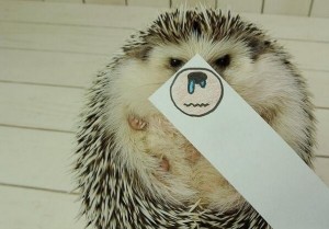 Сладок еж кој покажува многу емоции ќе ви го освои срцето