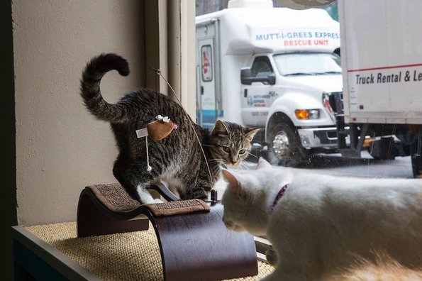 Кафуле во Њујорк – рај за љубителите на мачки