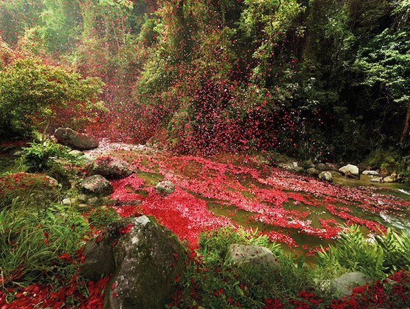 Коста Рика покриена со милиони цветни ливчиња