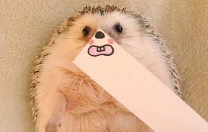 Сладок еж кој покажува многу емоции ќе ви го освои срцето