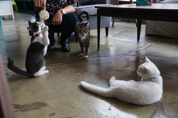 Кафуле во Њујорк – рај за љубителите на мачки