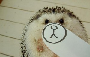 Сладок еж кој покажува многу емоции ќе ви го освои срцето