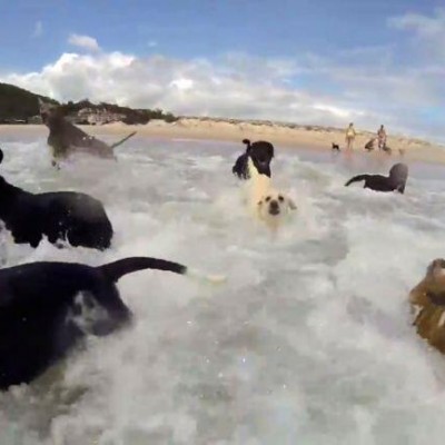 12 кучиња и 1 мачка лудо се забавуваат на песната „Happy“ од Фарел Вилијамс