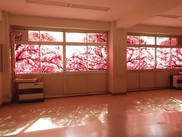 Овој поглед кон расцветано црешово дрво испраќа важна порака