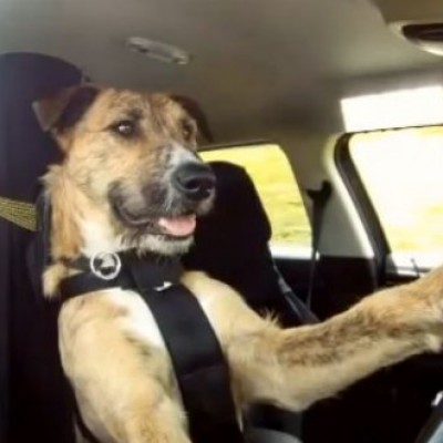 Запознајте го Портер, првото куче на светот кое знае да вози автомобил