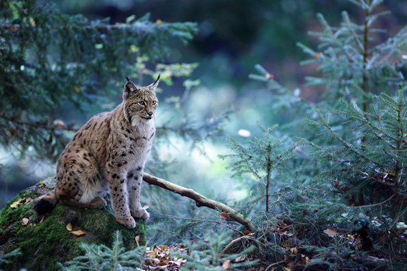 Фотографии кои ја покажуваат магичната страна на шумите во Баварија