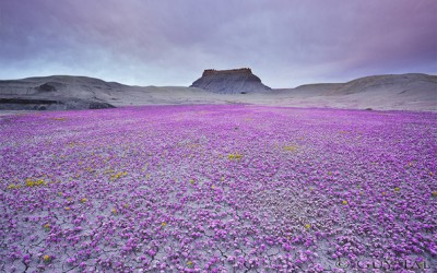 Кога условите се совршени, оваа пустина ја преплавуваат безброј разнобојни цвеќиња