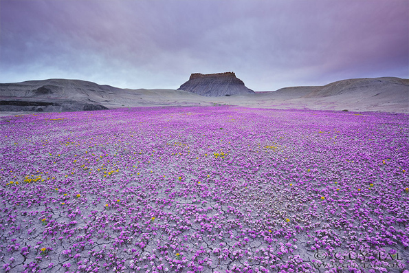Кога условите се совршени, оваа пустина ја преплавуваат безброј разнобојни цвеќиња