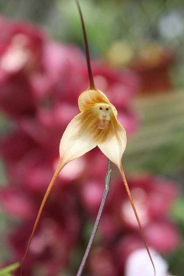 Орхидеја во форма на мајмунско лице (1)