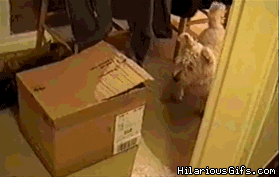 16-30-najslatki-i-najsmeshni-gifovi-so-machki-vo-kutii-od-koi-duri-mozheme-neshto-da-nauchime-kafepauza.mk