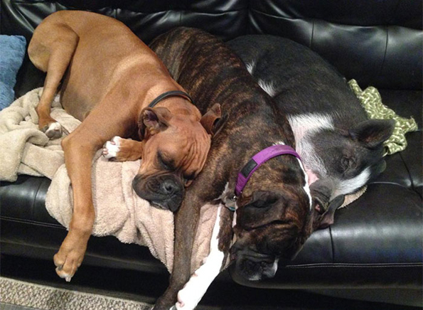 Запознајте ја Вирџинија, прасето кое мисли дека е куче