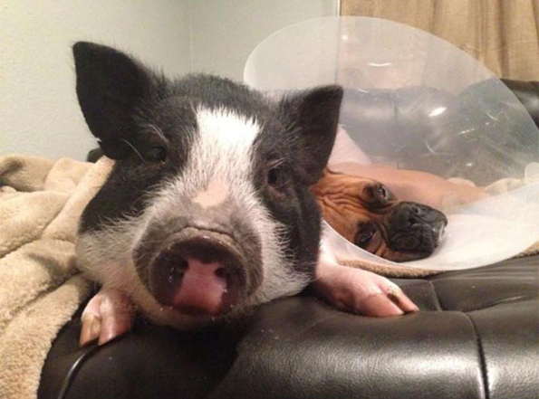 Запознајте ја Вирџинија, прасето кое мисли дека е куче