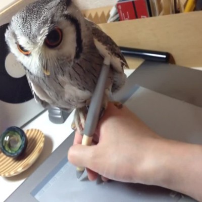 Був кој му помага на својот сопственик да црта