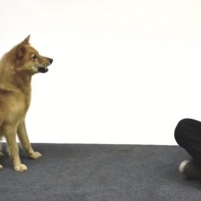 Како реагираат кучињата на човечко лаење?