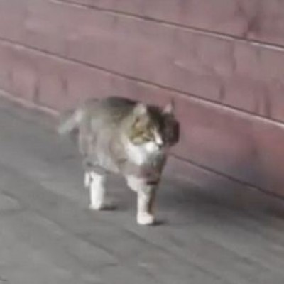 Мачката која оди како коњ за изложба