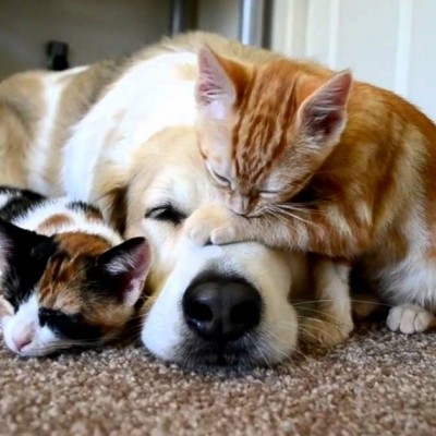 Мали мачиња спијат покрај нивниот најдобар пријател - кучето