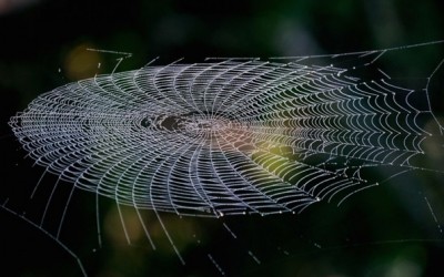 Совршената симетрија на пајаковите мрежи
