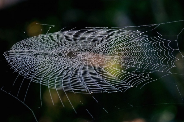 Совршената симетрија на пајаковите мрежи