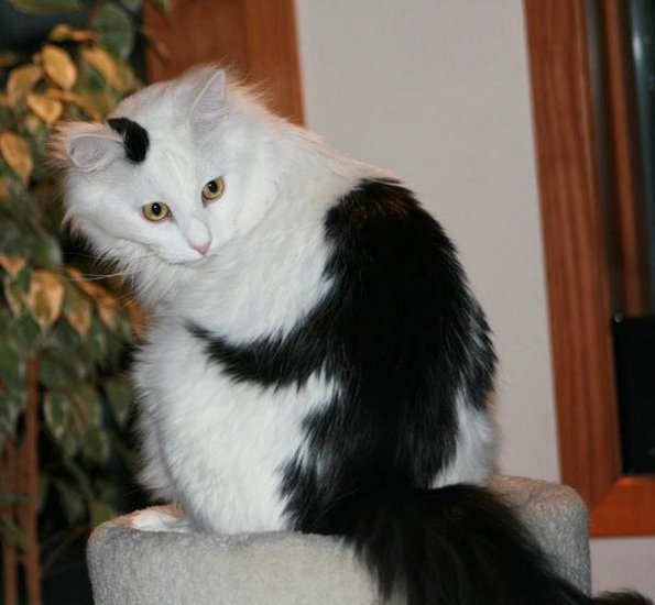 10 мачки кои се познати по своите необични крзна