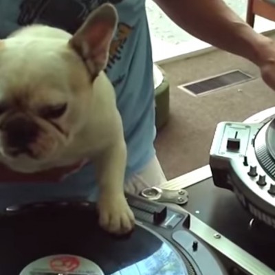 26 животни кои се однесуваат како луѓе