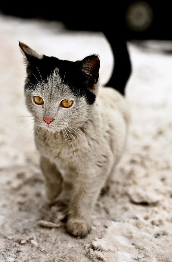 10 мачки кои се познати по своите необични крзна