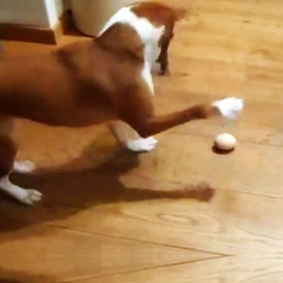Куче комплетно збунето од едно јајце