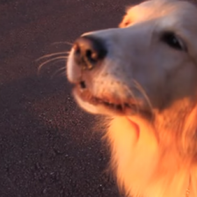 Куче одлично го имитира звукот од возило за прва помош