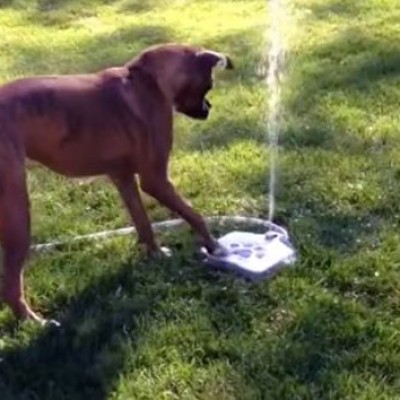 Ова куче ужива во својата нова фонтана
