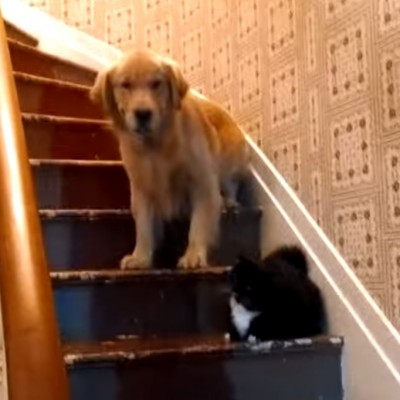 Златниот ретривер кој се плаши да помине покрај една мачка