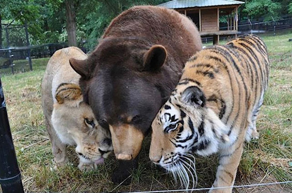 Необични пријателства помеѓу животните кои ќе ви го стопат срцето