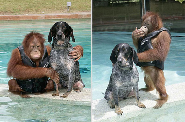 Необични пријателства помеѓу животните кои ќе ви го стопат срцето