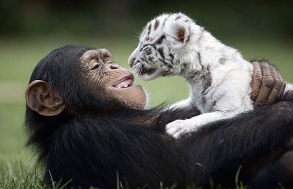 Необични пријателства помеѓу животните кои ќе ви го стопат срцето