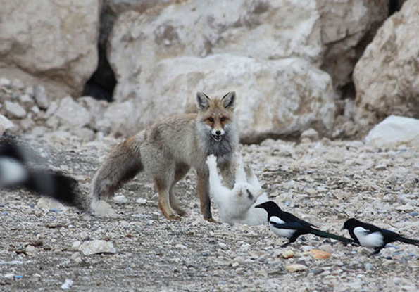 Необични пријателства помеѓу животните кои ќе ви го стопат срцето