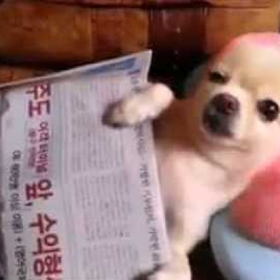 Кучето Донат се чувствува прекрасно за време на својата масажа