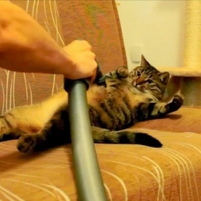Оваа мачка навистина ја сака правосмукалката