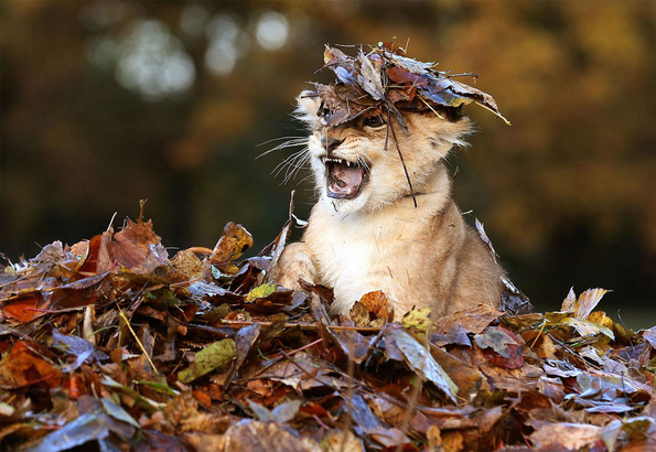 Животните и есенската магија