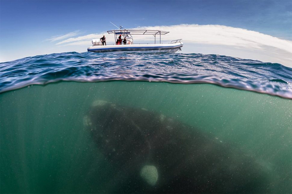 Неверојатни фотографии кои ни откриваат што сè може да има под површината на водата