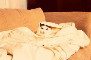 Есенско расположение: слатки миленици завиткани во ќебенца