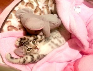 Есенско расположение: слатки миленици завиткани во ќебенца