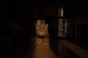 Запознајте го Лучи, страшниот мачор кој се проѕева и сака да прогонува