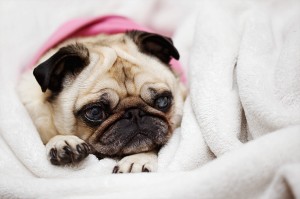 Есенско расположение: слатки миленици завиткани во ќебенца