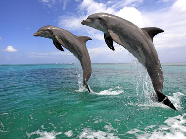 14-21-rabota-koja-mozhebi-dosega-ne-ste-ja-znaele-za-seksot-kafepauza.mk