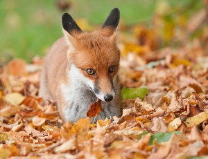 Прекрасни есенски фотографии кои ќе ве натераат да почнете да сликате