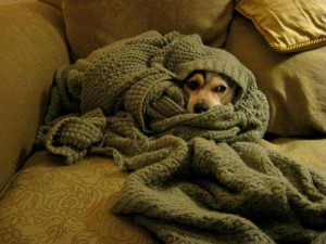Есенско расположение: слатки миленици завиткани во ќебенца