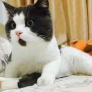 Шокираниот израз на оваа мачка ќе ве насмее до солзи