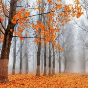 Прекрасни есенски фотографии кои ќе ве натераат да почнете да сликате